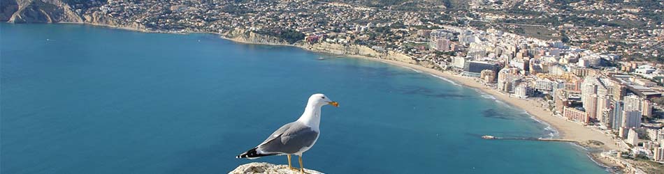 Alquiler de villas en la playa de Alicante